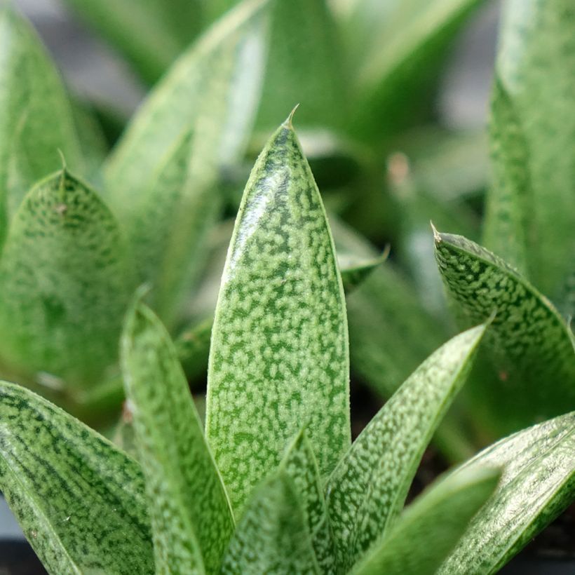 Gasteria D. Tiga (Foliage)