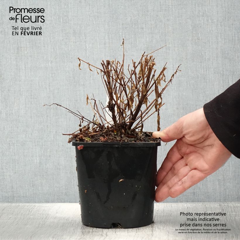 Example of Gaura lindheimeri Baby Butterfly Dark Pink - Gaura de Lindheimer nain Pot de 2L/3L as you get in hiver