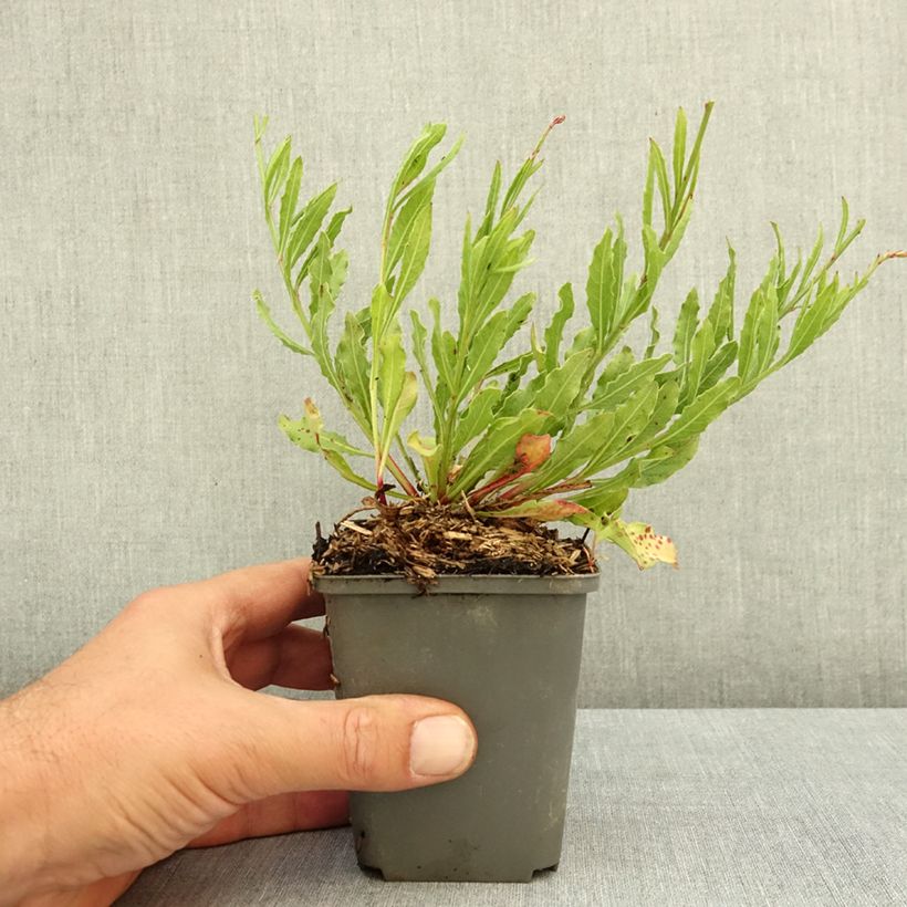 Example of Gaura lindheimeri Summer Breeze - Gaura de Lindheimer Godet de 8/9 cm as you get in ete