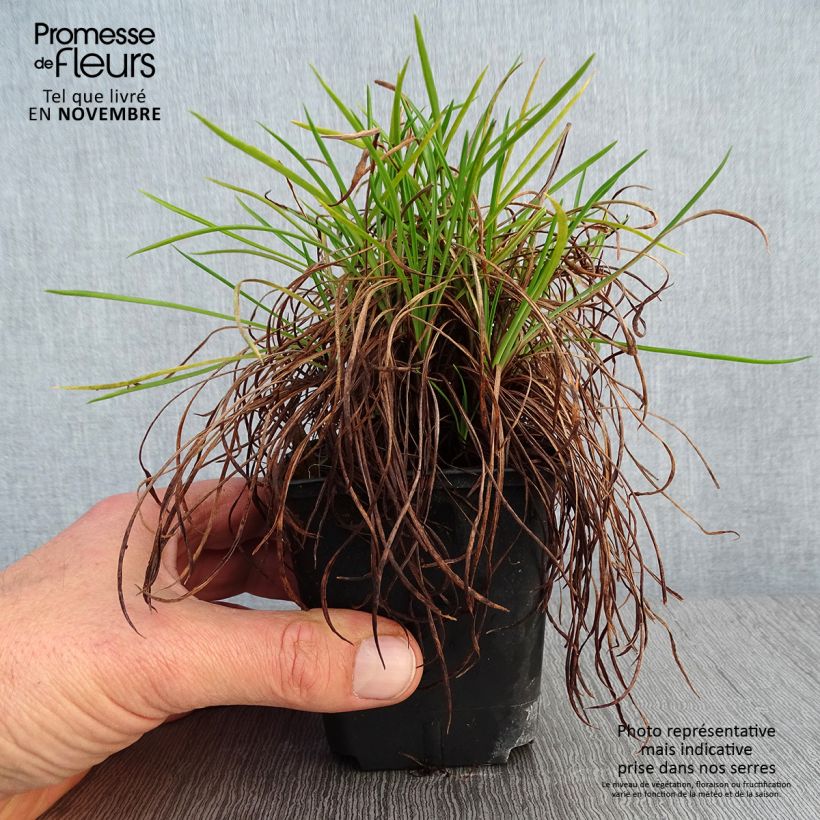 Example of Gazon d'Espagne, Armeria hybrida Ornament Godet de 8/9 cm as you get in automne
