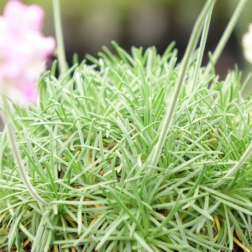 Gazon d'Espagne, Armeria juniperifolia, Armérie à feuilles de genévrier (Foliage)