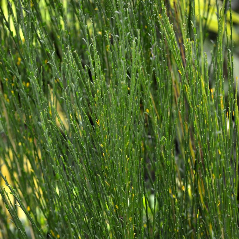 Genêt à balais - Cytisus Boskoop Ruby (Foliage)