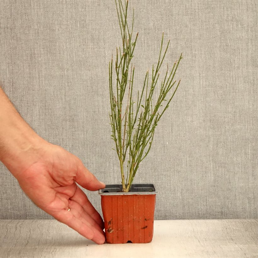 Example of Genêt à balais - Cytisus scoparius Luna Godet de 8/9 cm as you get in ete
