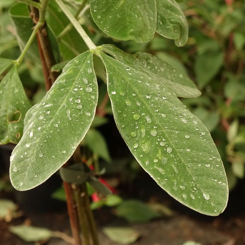 Genêt ananas - Cytisus battandieri (Foliage)