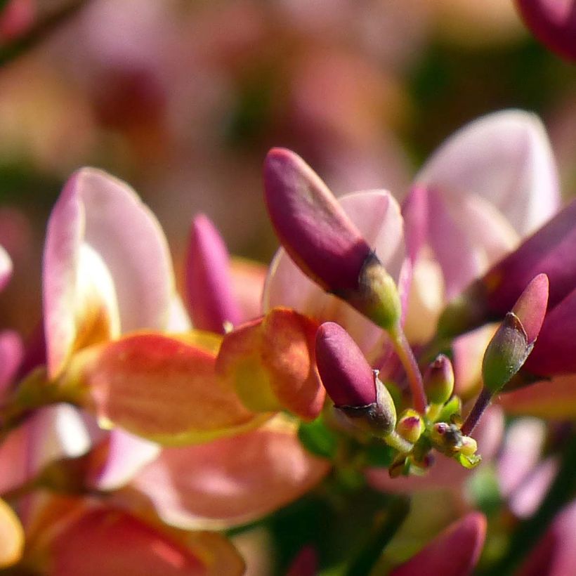 Cytisus procumbens Zeelandia - Genêt à balais (Flowering)