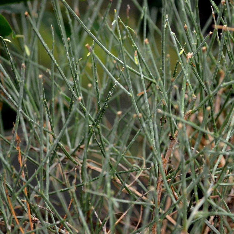 Genêt de Lydie - Genista lydia (Foliage)