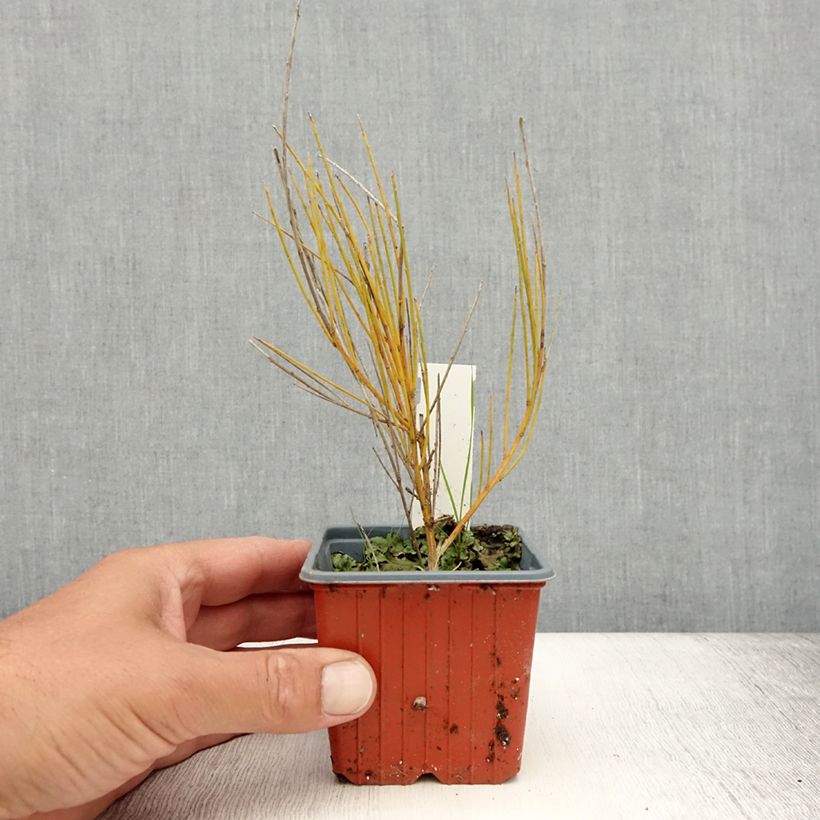 Example of Genêt précoce - Cytisus praecox Allgold Godet de 8/9 cm as you get in ete