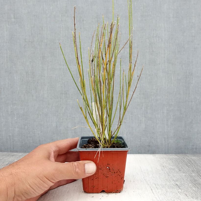 Example of Genêt précoce - Cytisus x praecox Godet de 8/9 cm as you get in ete