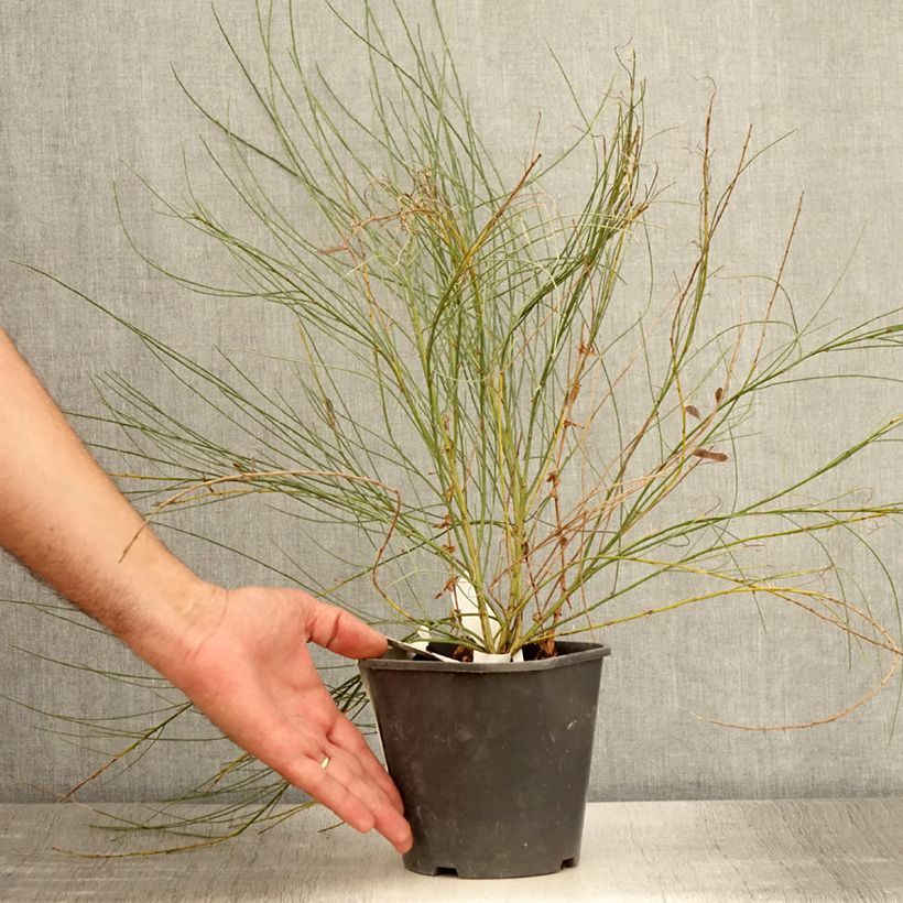 Example of Genêt précoce - Cytisus x praecox Pot de 2L/3L as you get in ete