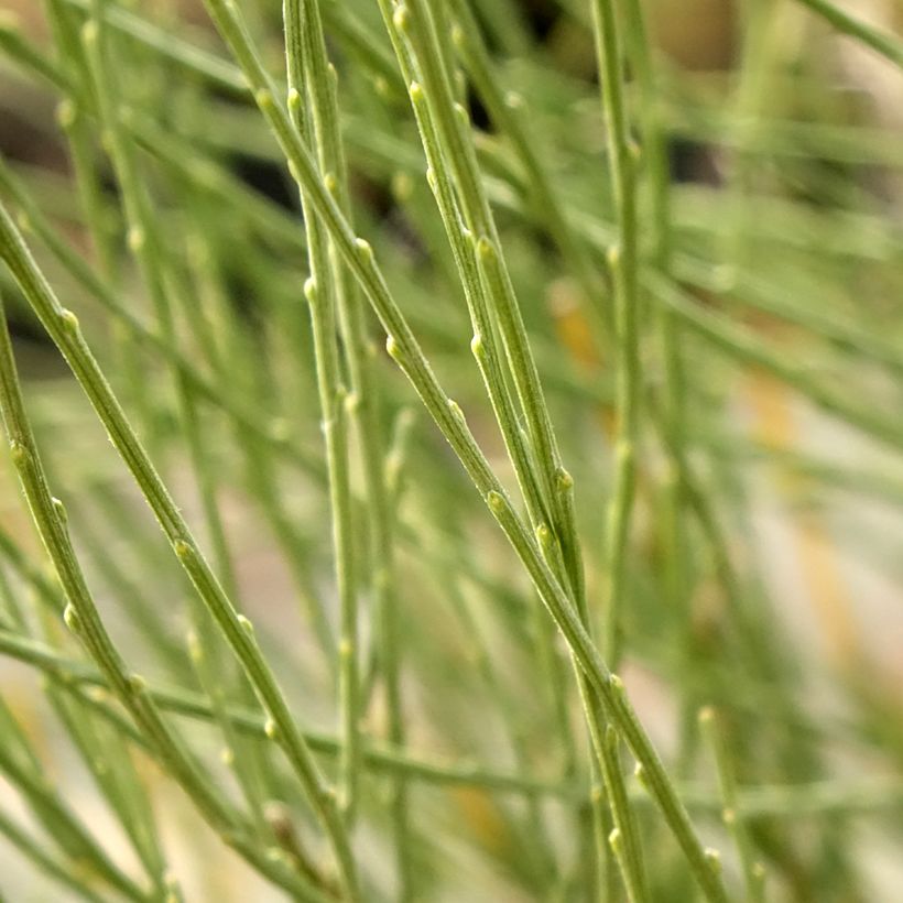 Genêt précoce - Cytisus x praecox (Foliage)