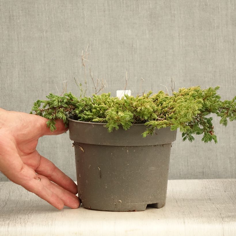 Example of Genévrier commun - Juniperus communis Goldschatz Pot de 2L/3L as you get in ete