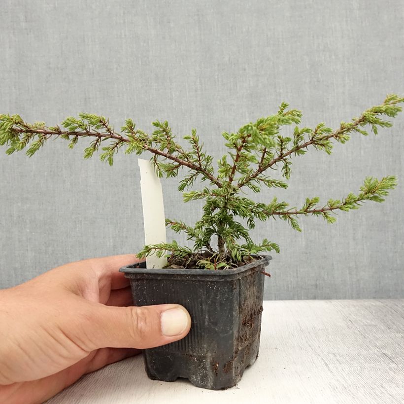 Example of Genévrier commun - Juniperus communis Repanda Godet de 8/9 cm as you get in ete