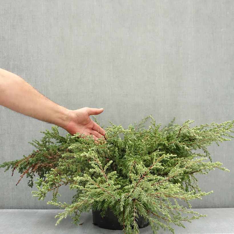 Example of Genévrier commun - Juniperus communis Repanda Pot de 7,5L/10L as you get in ete