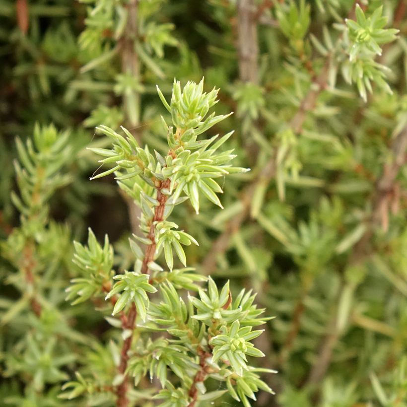 Genévrier commun - Juniperus communis Sentinel (Foliage)