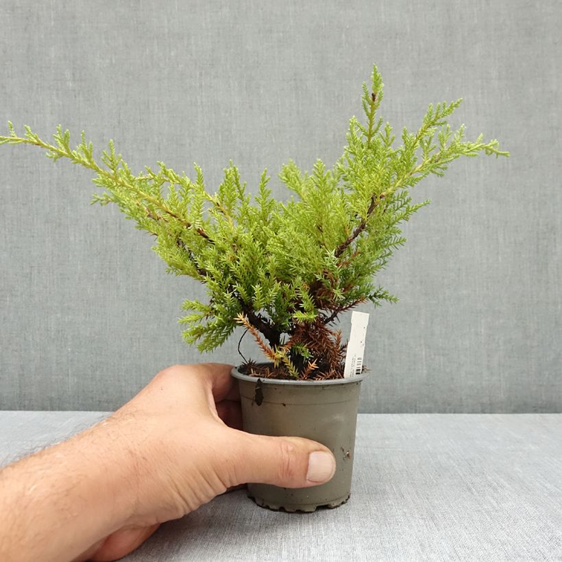 Example of Genévrier de Pfitzer Compact - Juniperus pfitzeriana Compacta Godet de 8/9 cm as you get in ete