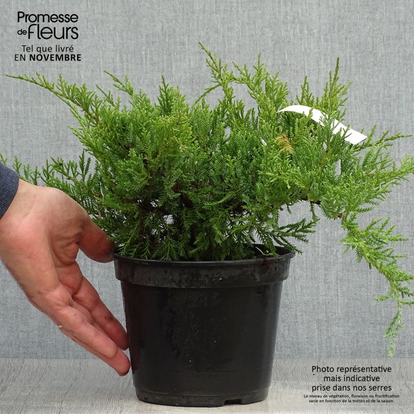 Example of Genévrier de Pfitzer Compact - Juniperus pfitzeriana Compacta Pot de 2L/3L as you get in automne