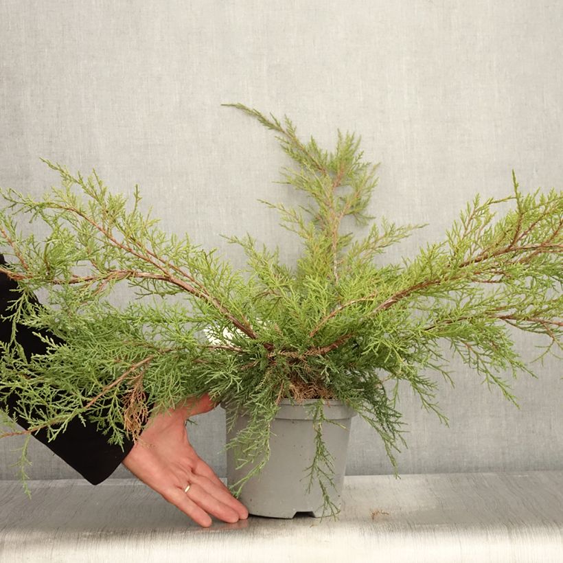 Example of Genévrier de Pfitzer - Juniperus x media Pfitzeriana Pot de 2L/3L as you get in automne