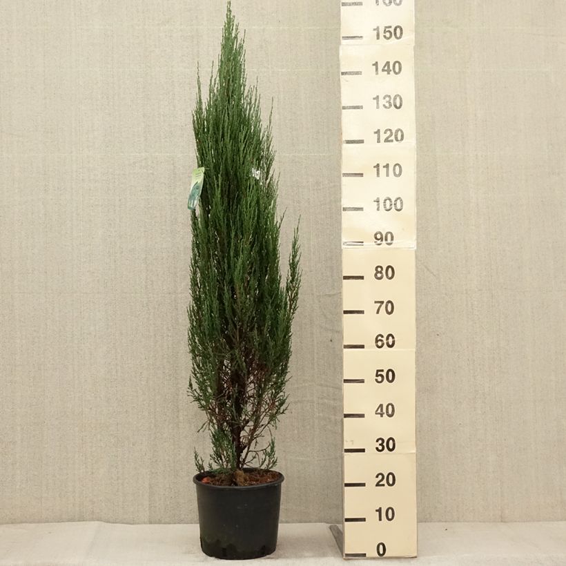 Example of Genévrier de Virginie -Juniperus scopulorum Blue Arrow Pot de 6L/7L as you get in automne