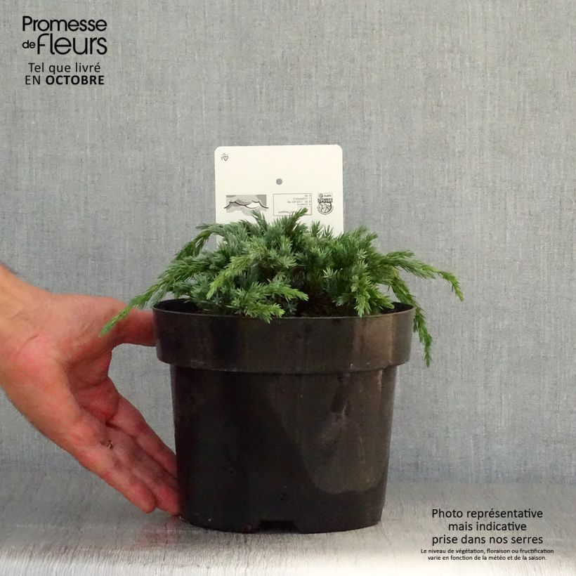 Example of Genévrier écailleux - Juniperus squamata Blue Spider Pot de 2L/3L as you get in automne