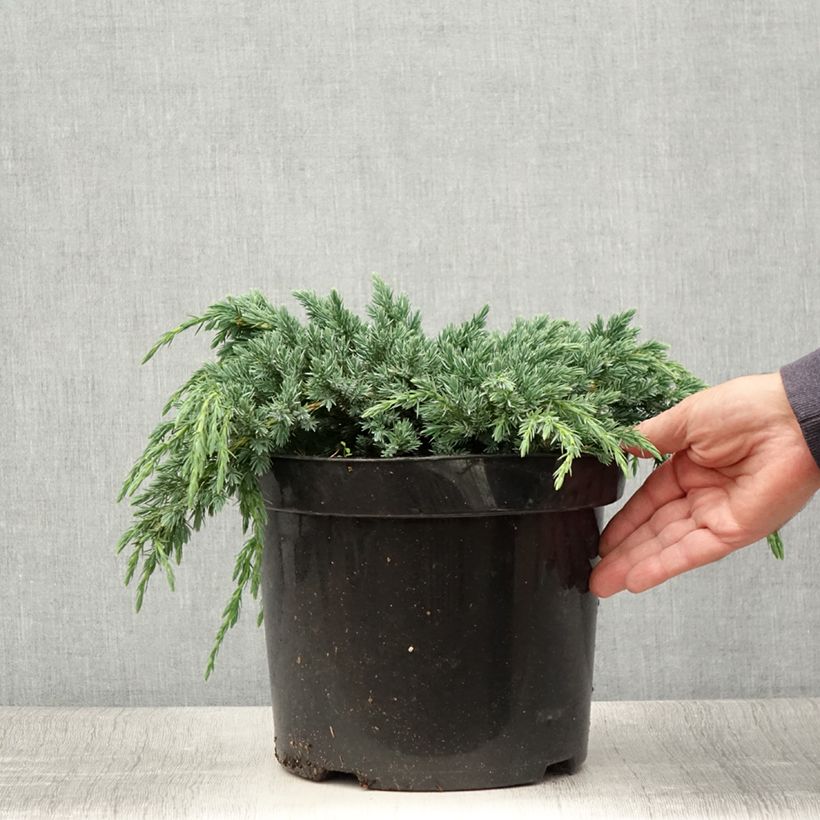 Example of Genévrier écailleux - Juniperus squamata Blue Spider Pot de 7,5L/10L as you get in ete