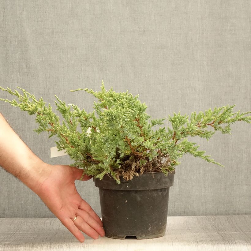 Example of Genévrier écailleux - Juniperus squamata Dream Joy Pot de 2L/3L as you get in ete