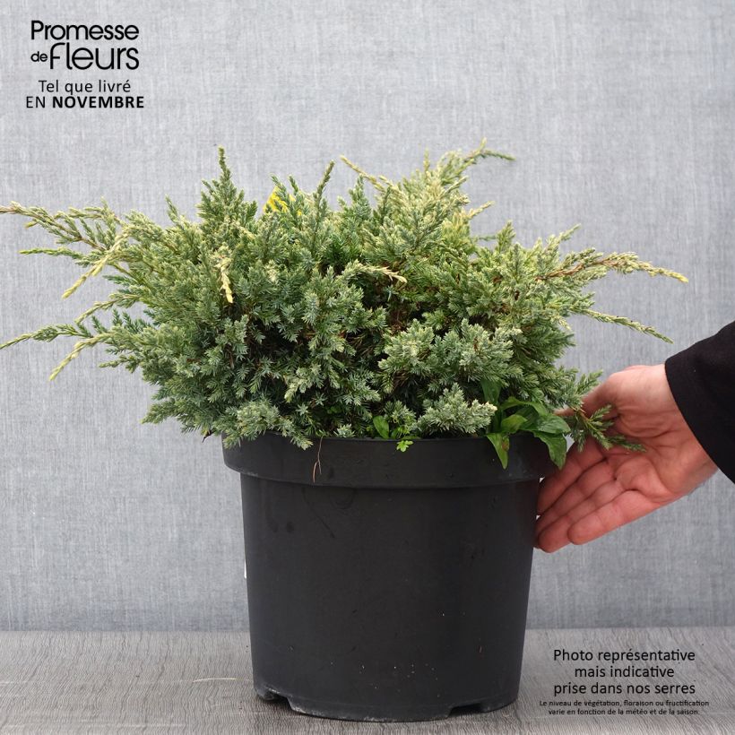 Example of Genévrier écailleux - Juniperus squamata Dream Joy Pot de 7,5L/10L as you get in automne