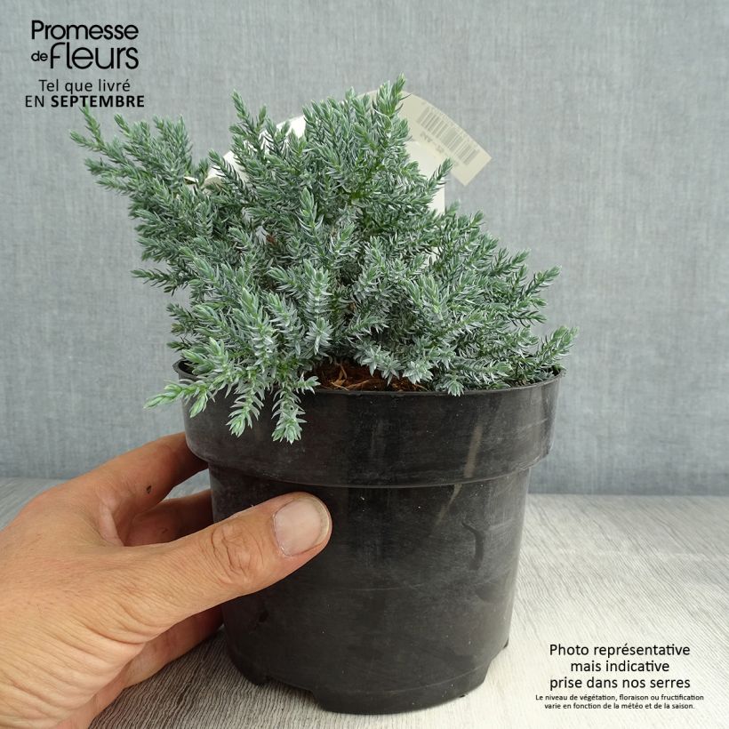 Example of Genévrier écailleux - Juniperus squamata Tropical Blue Pot de 2L/3L as you get in ete