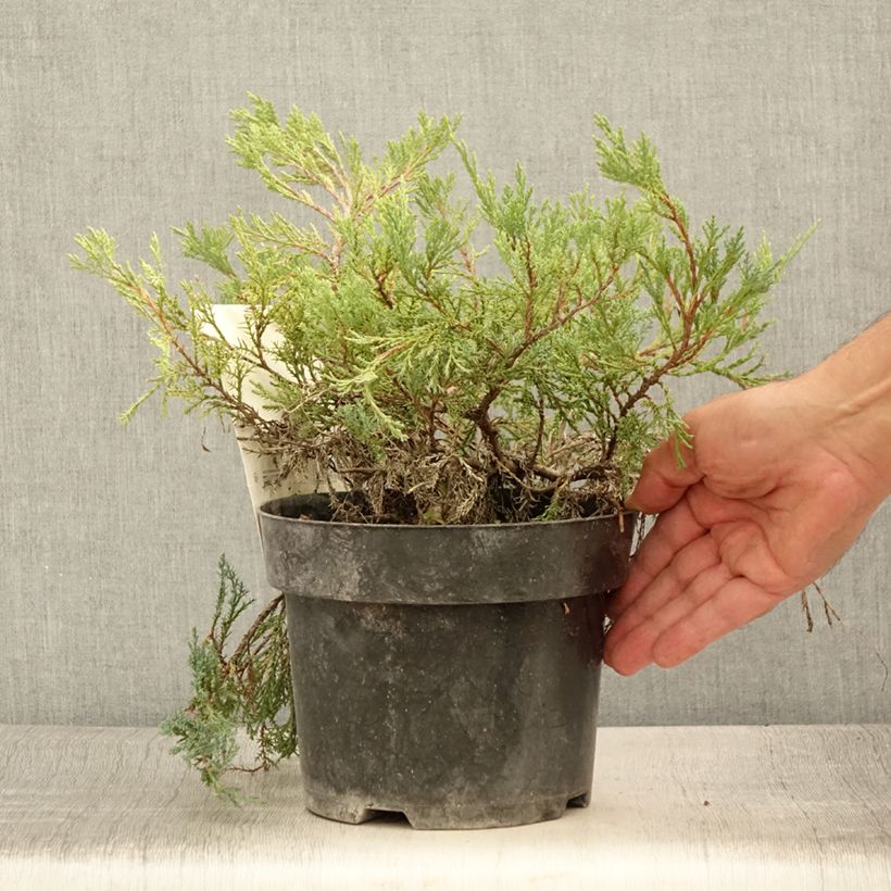 Example of Genévrier horizontal - Juniperus horizontalis Agnieszka Pot de 2L/3L as you get in ete