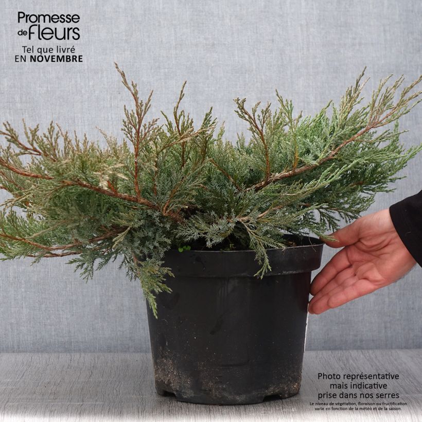 Example of Genévrier horizontal - Juniperus horizontalis Agnieszka Pot de 7,5L/10L as you get in automne