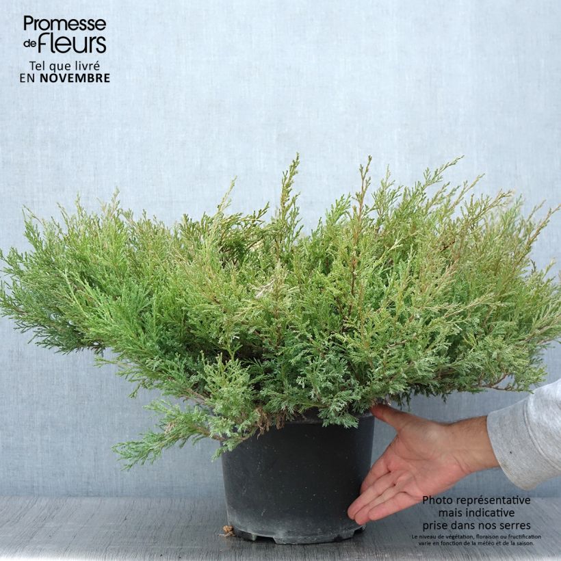 Example of Genévrier horizontal - Juniperus horizontalis Andorra Compact Pot de 7,5L/10L as you get in automne