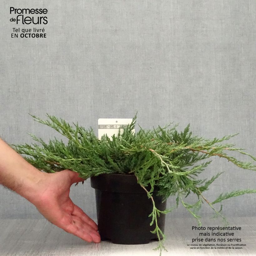 Example of Genévrier horizontal - Juniperus horizontalis Jade River Pot de 2L/3L as you get in automne