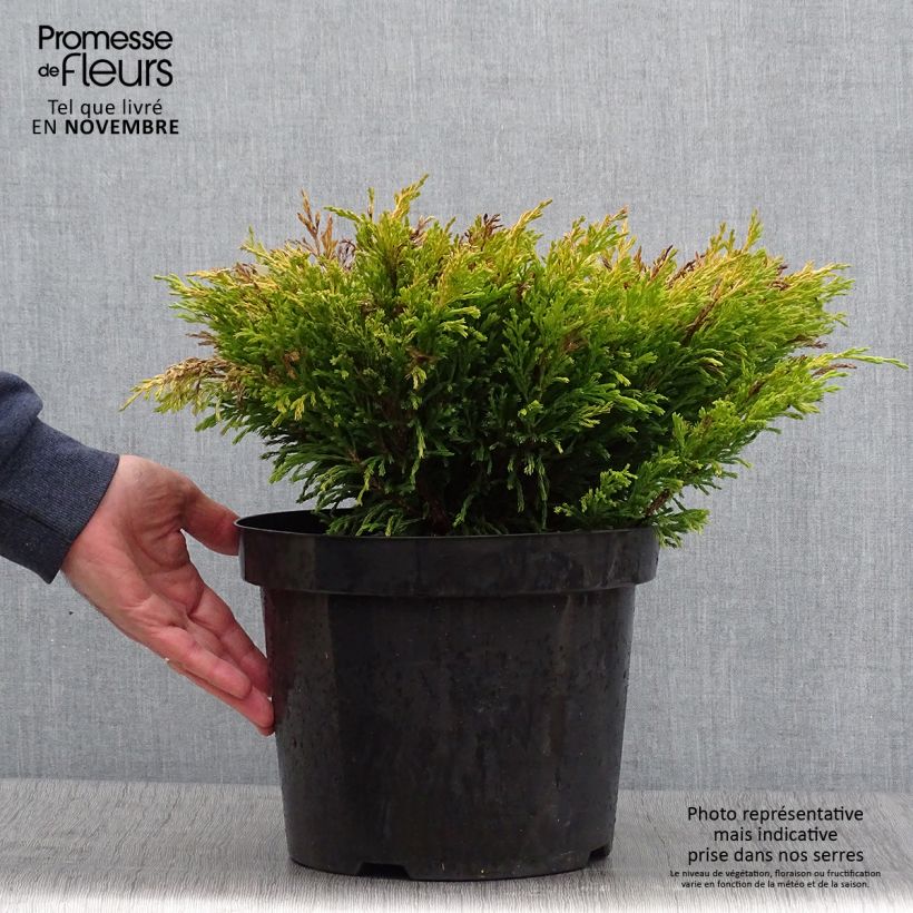 Example of Genévrier horizontal - Juniperus horizontalis Limeglow Pot de 7,5L/10L as you get in automne