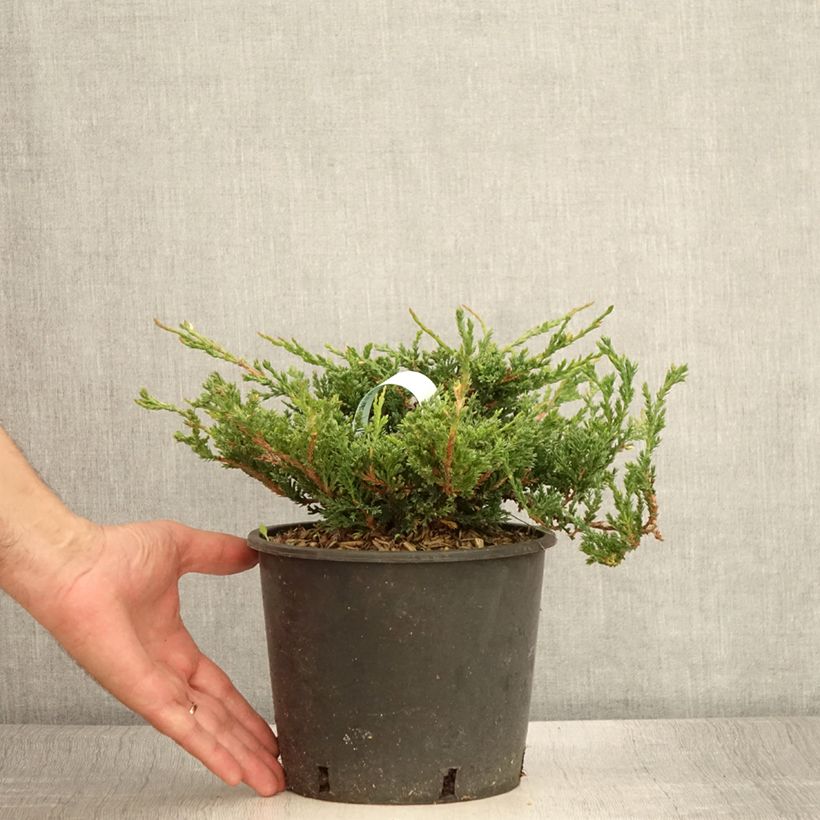 Example of Genévrier horizontal - Juniperus horizontalis Prince Of Wales Pot de 2L/3L as you get in ete
