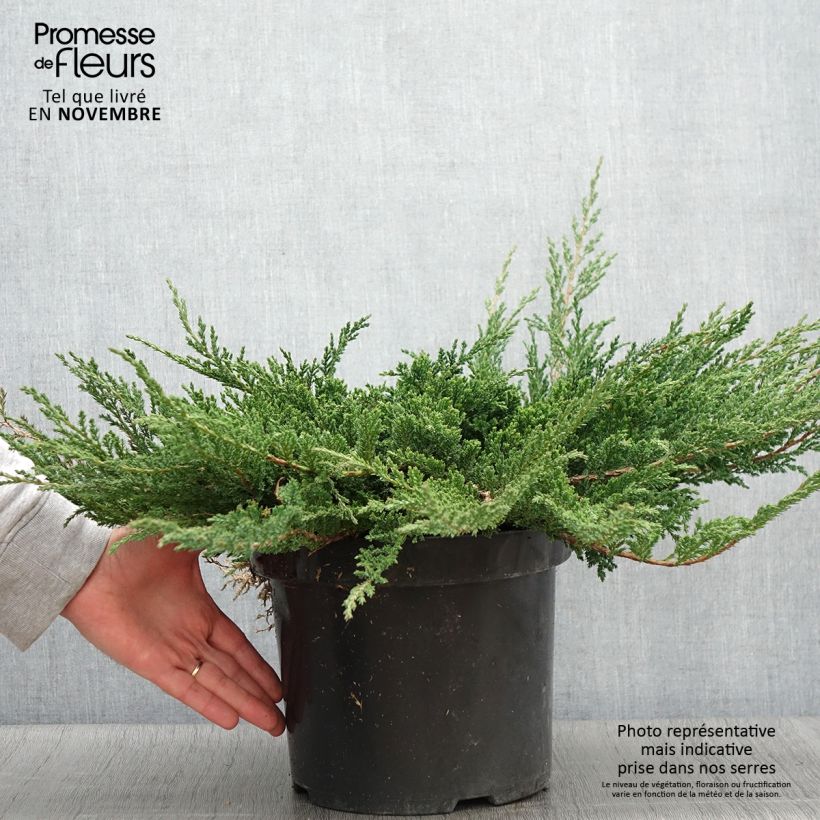 Example of Genévrier horizontal - Juniperus horizontalis Prince Of Wales Pot de 7,5L/10L as you get in automne