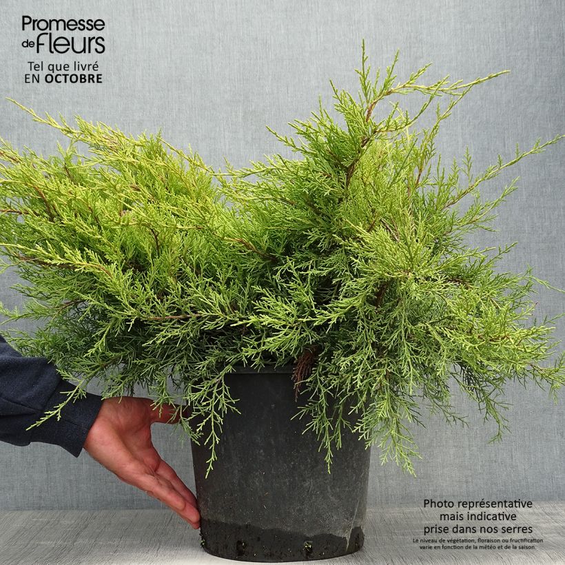 Example of Genévrier - Juniperus pfitzeriana Old Gold                Pot de 7,5L/10L as you get in automne