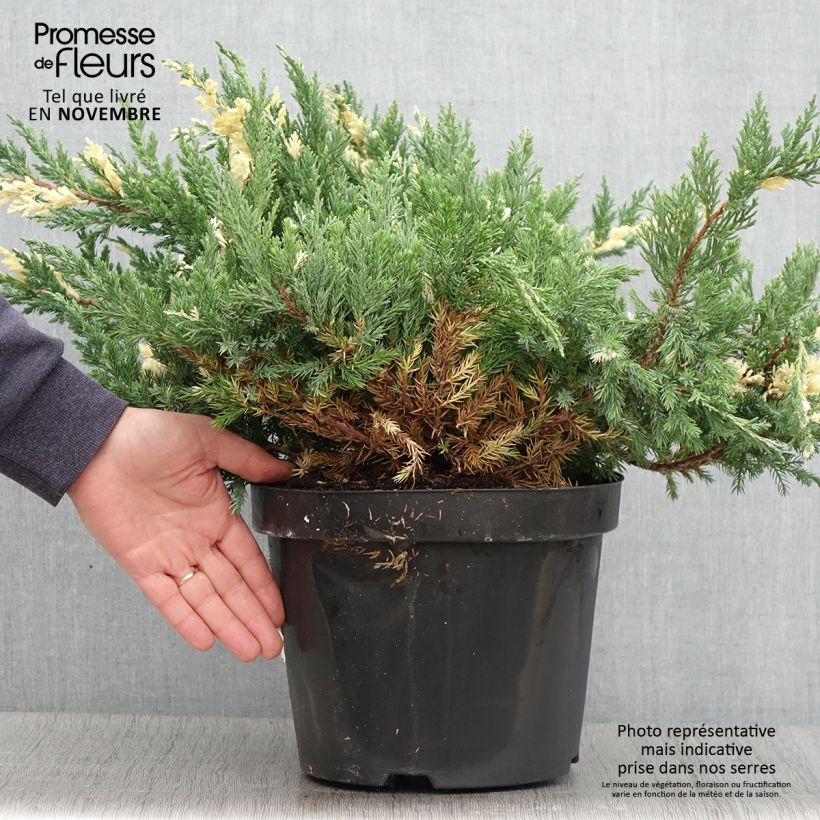 Example of Genévrier rampant - Juniperus chinensis Expansa Variegata Pot de 7,5L/10L as you get in automne
