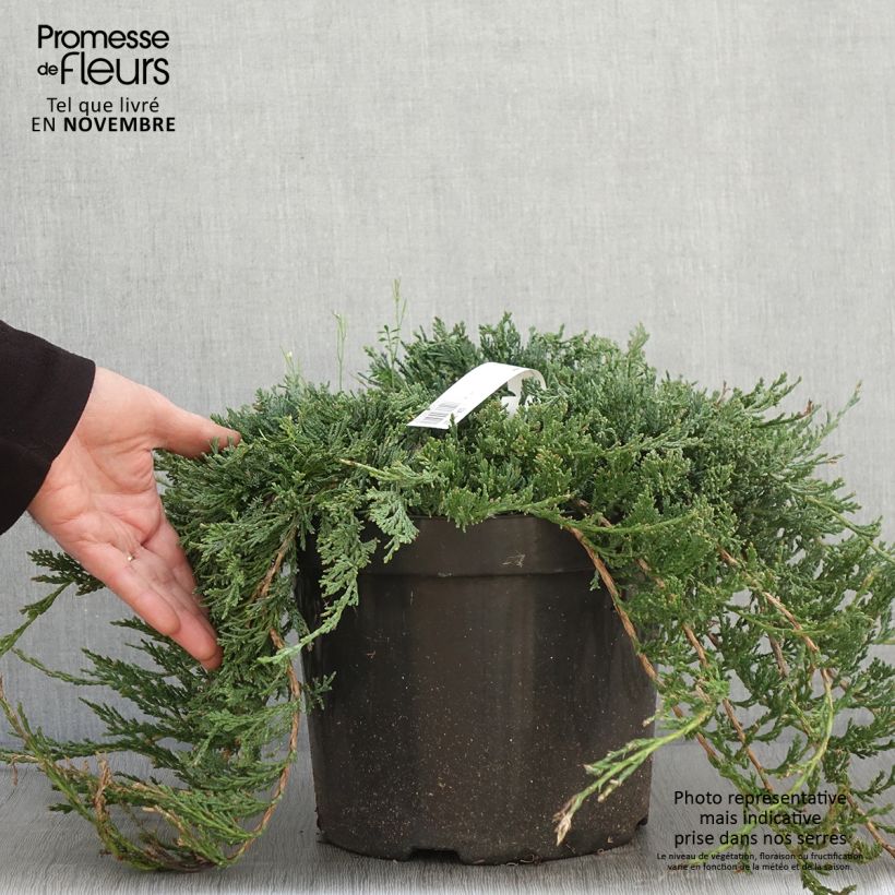 Example of Genévrier rampant - Juniperus horizontalis Wiltonii Pot de 7,5L/10L as you get in automne