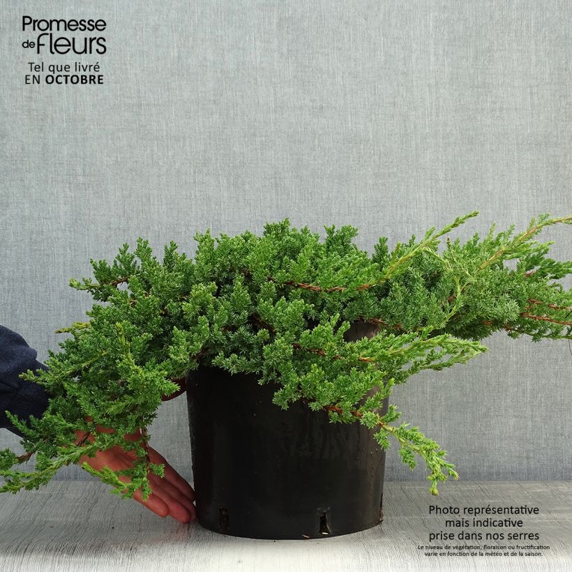 Example of Genévrier rampant - Juniperus procumbens Nana Pot de 7,5L/10L as you get in automne