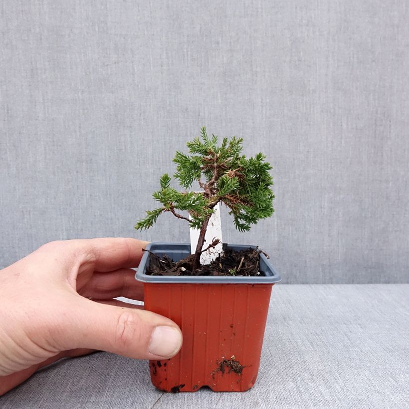 Example of Genévrier rampant - Juniperus procumbens Nana Godet de 8/9 cm as you get in hiver