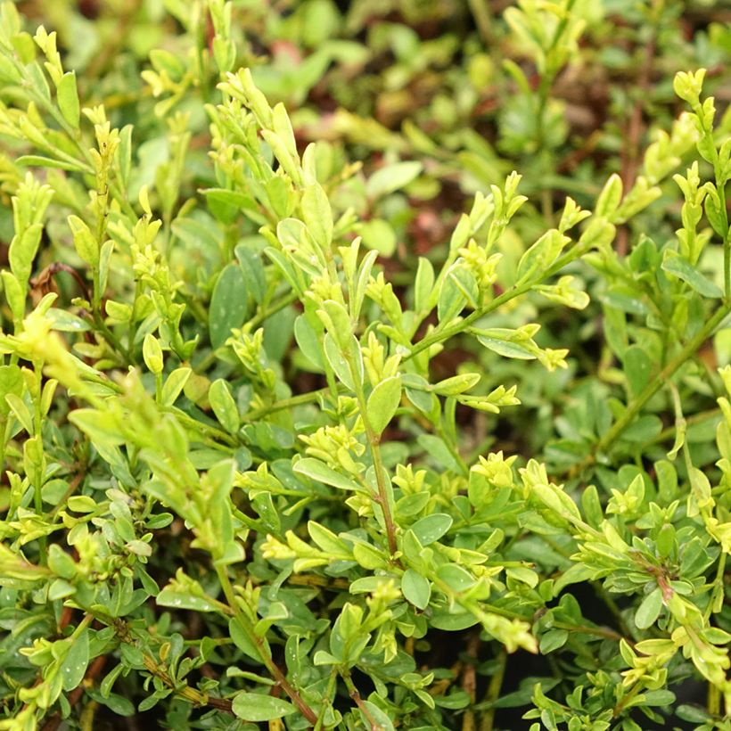Genista pilosa Vancouver Gold - Genêt poilu (Foliage)