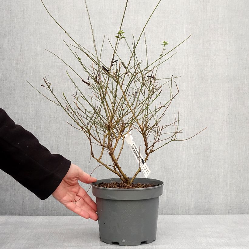 Example of Genista tinctoria - Genêt des teinturiers Pot de 3L/4L as you get in hiver