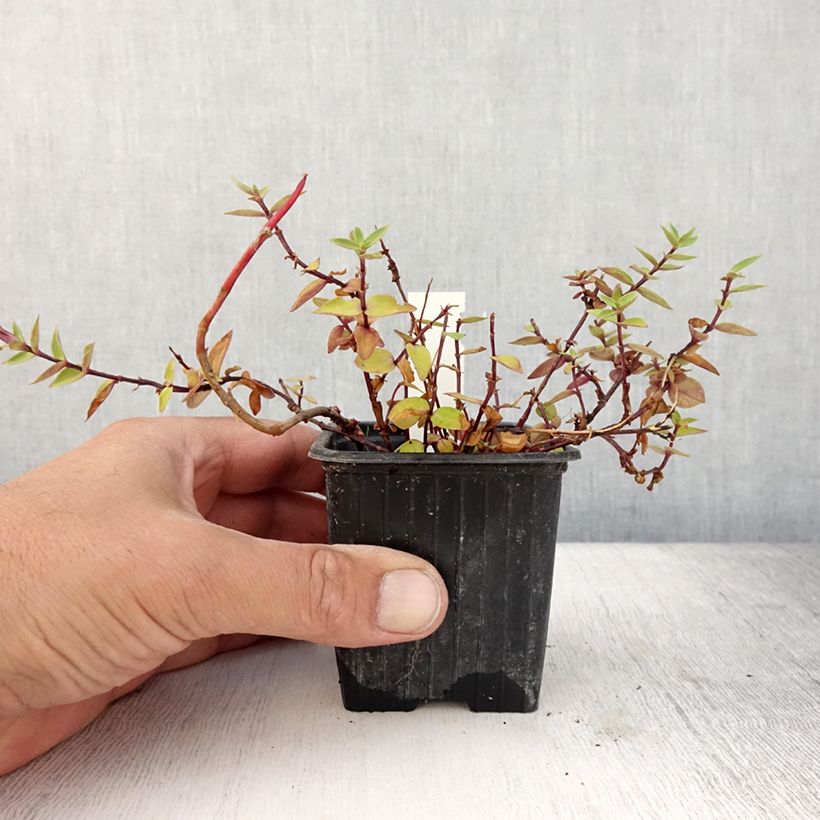 Example of Gentiane scabra Zuki-rindo Godet de 8/9 cm as you get in ete
