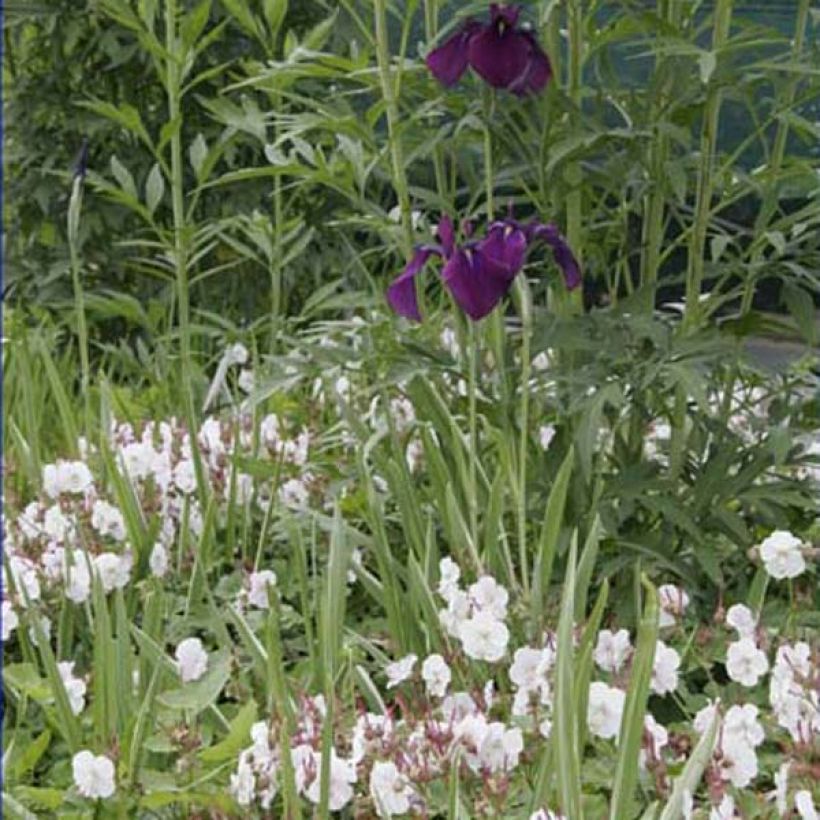 Géranium vivace cantabrigiense Biokovo (Plant habit)