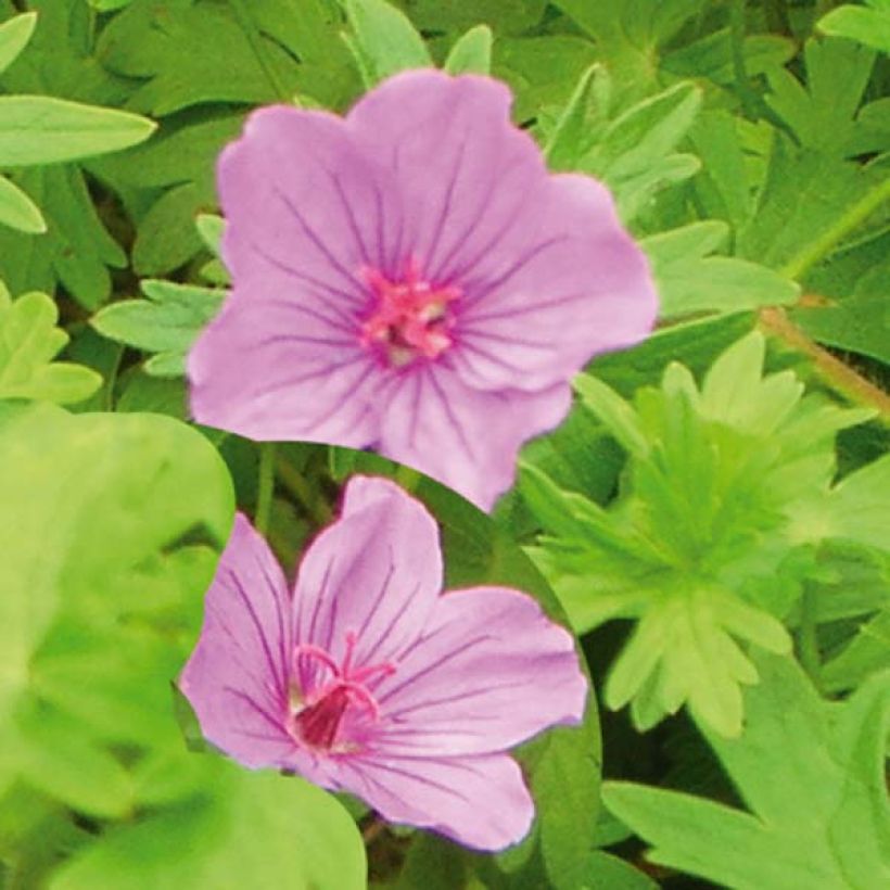 Géranium vivace Dilys (Flowering)