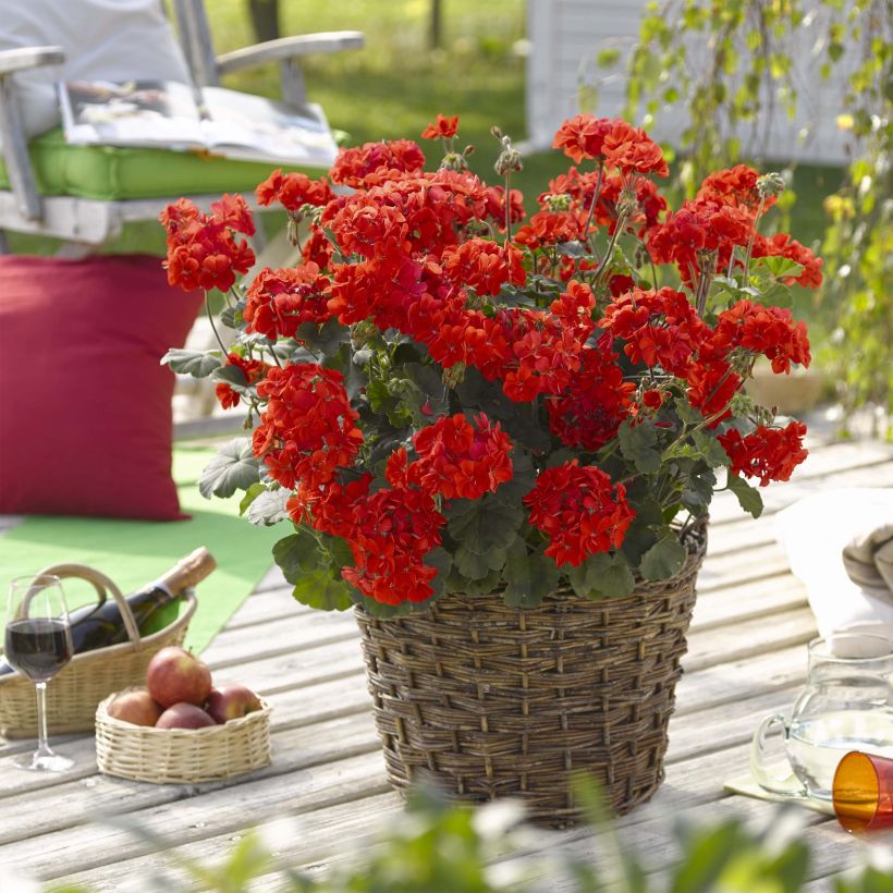 Géranium interspécifique Specials C Alm-Geranie Scarlet (Flowering)