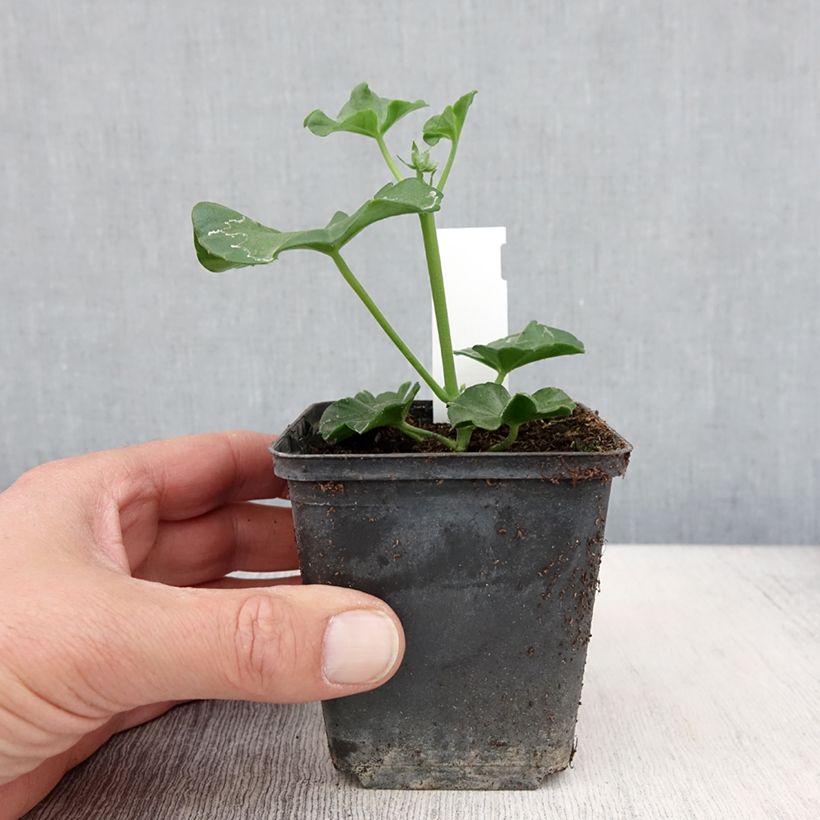 Example of Géranium-lierre Blanche Roche Godet de 8/9 cm as you get in printemps