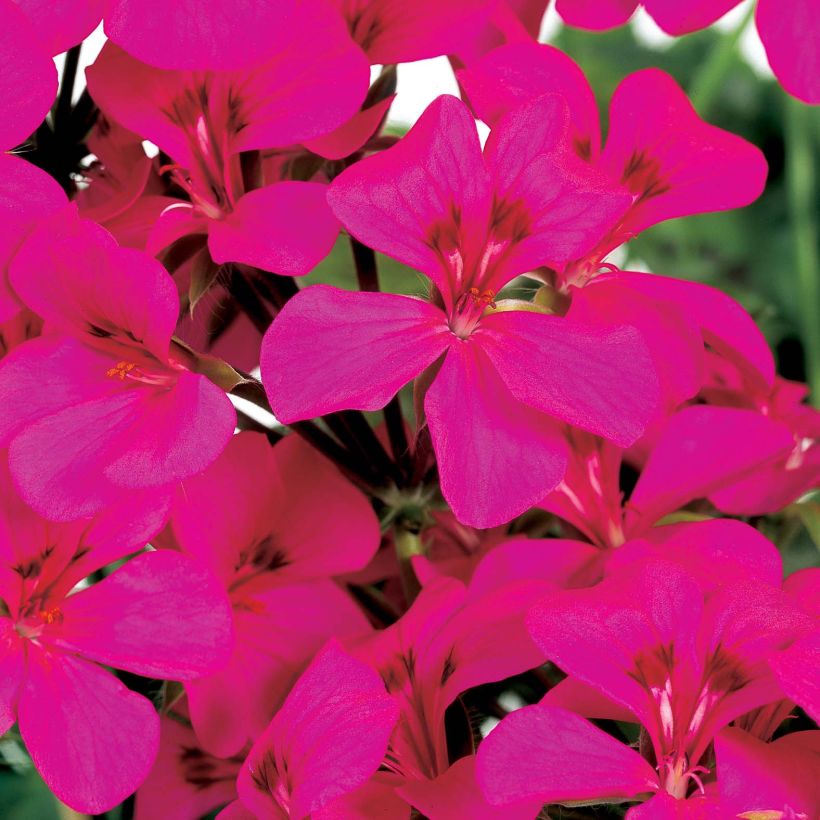 Géranium lierre Rainbow Neon Purple - Pelargonium peltatum (Flowering)