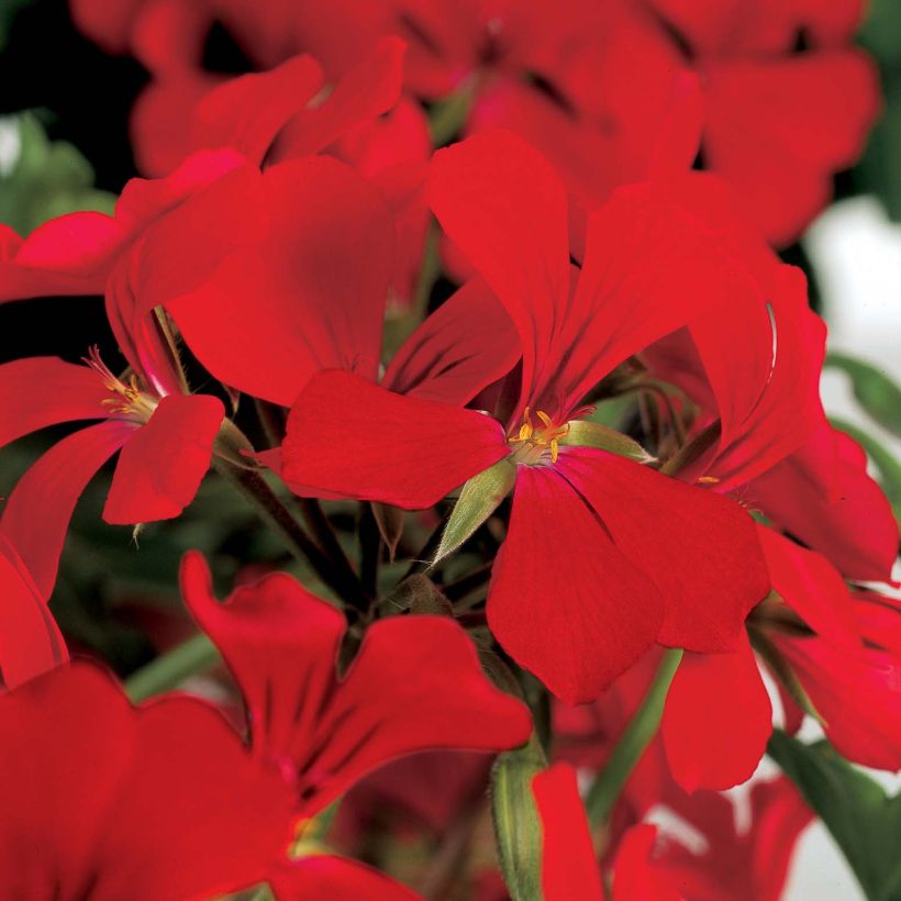 Géranium lierre Rainbow Red - Pelargonium peltatum (Flowering)