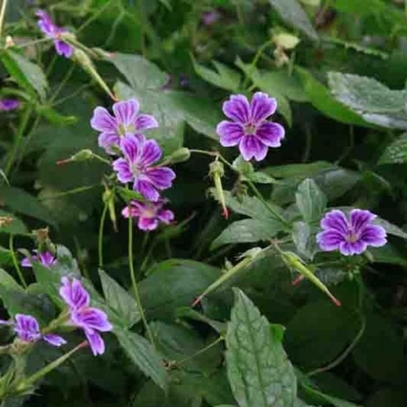 Géranium vivace nodosum Clos du Coudray (Flowering)