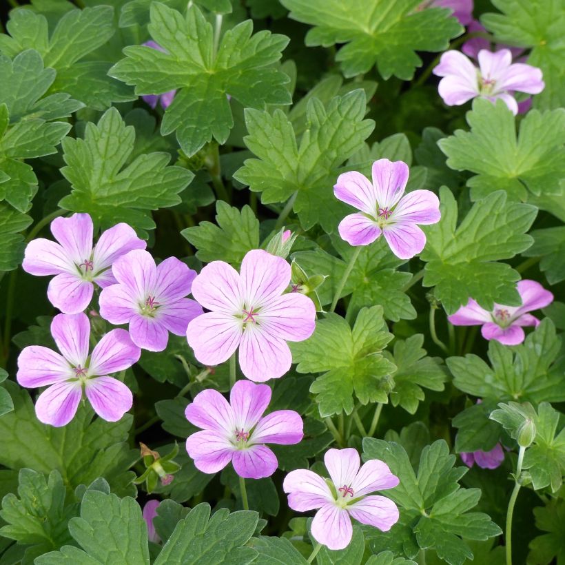 Géranium vivace riversleaianum Mavis Simpson (Flowering)